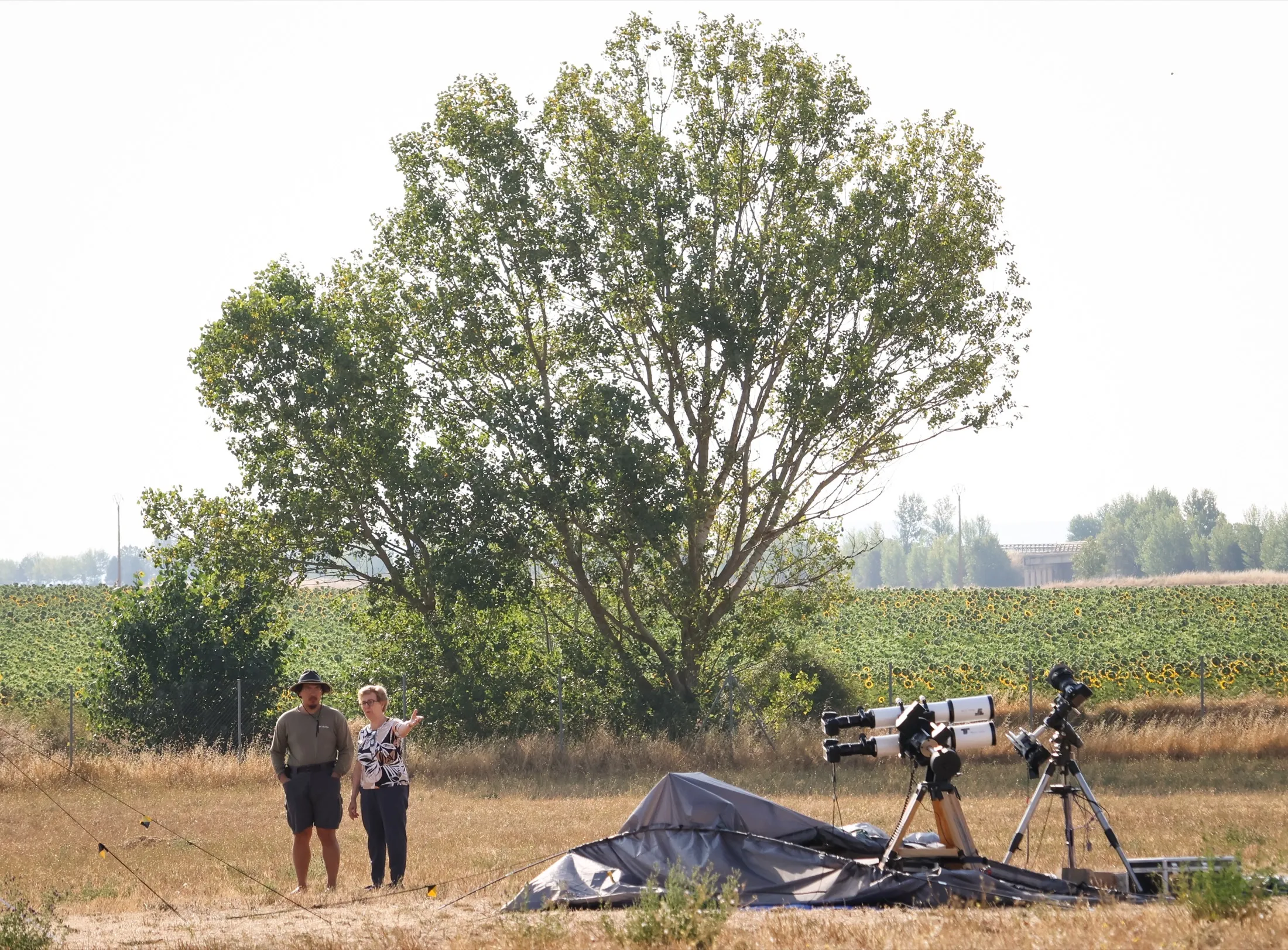 A lone tree beside a tripod setup in open grassland